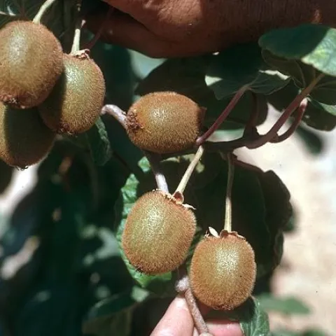 UCCE_Kiwifruit