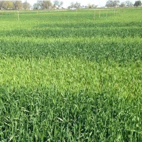 +/- N at late-tillering stage, 2014-15