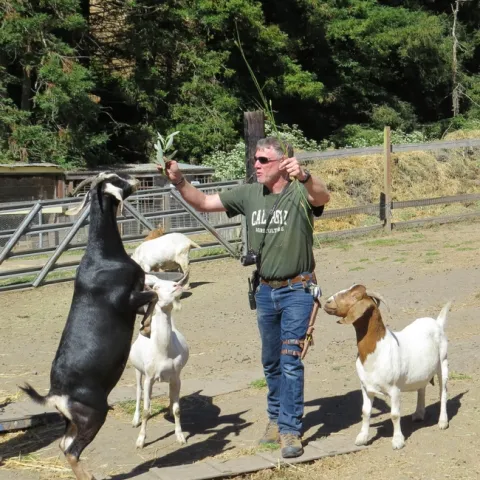 Goats showing food preferences.