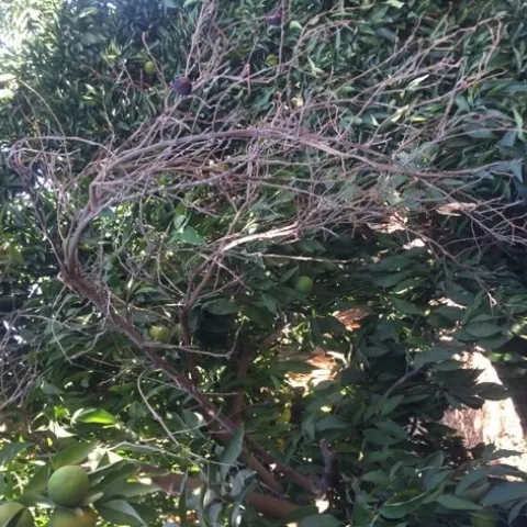 branch dieback on clementine