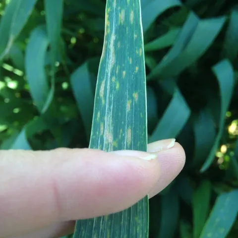 Figure 2. Leaf spotting symptoms at Davis durum wheat variety trial (leaf view).