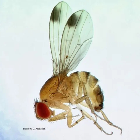 Drosophila suzukii male19