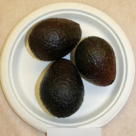 unnamed avocado variety