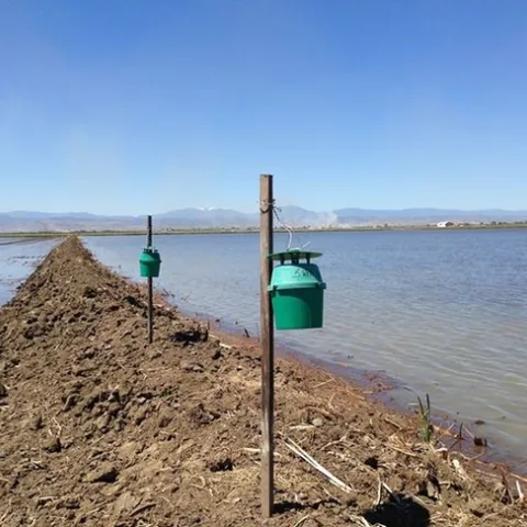 Armyworm traps on the edge of a field. Photo by: Luis Espino