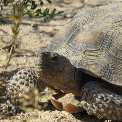 Desert tortoise