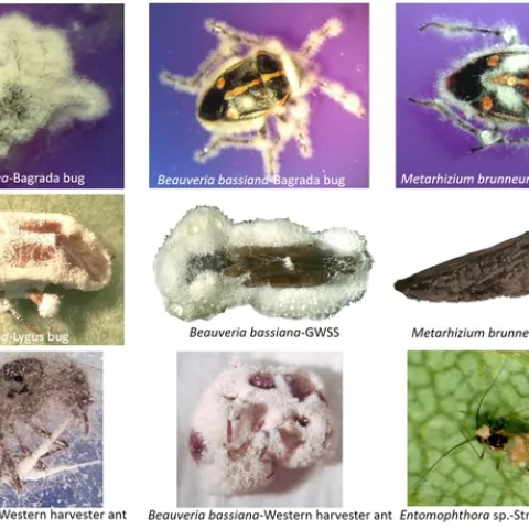 Entomopathogenic fungi-killed insects
