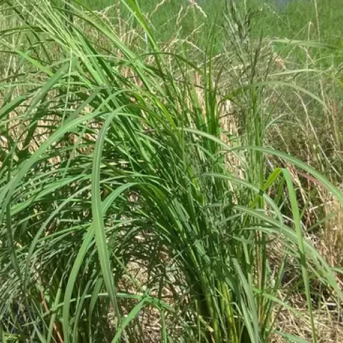 Mexican sprangletop that has already set seed (about 20 days after rice seeding)