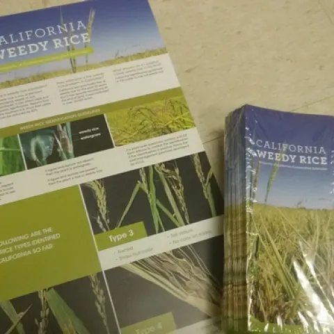 Weedy Rice Poster and Pamphlet