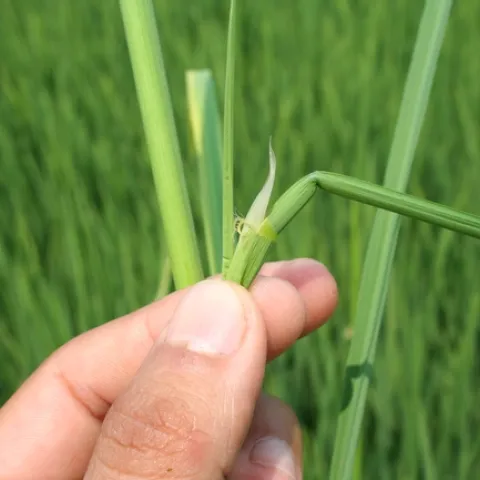 Red rice ligules