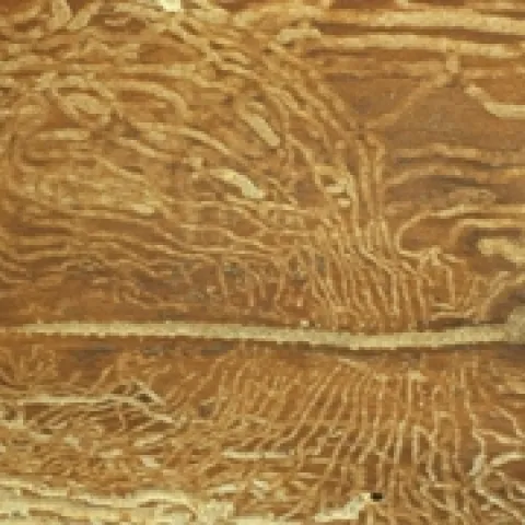 shot hole borer galleries