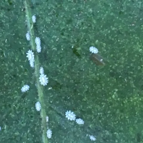 barnacle scale from Ojai
