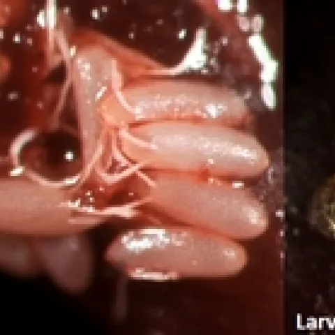 SWD-Life stages-E. Beers, WSU