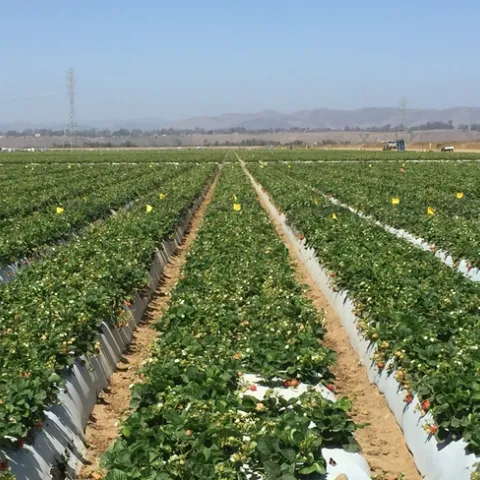 Plots-Microbial study, Manzanita 20160831 (1)