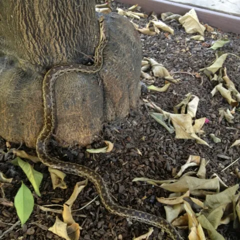 Gopher snake climbing citrus tree