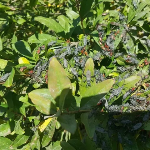 leaffooted bugs massed