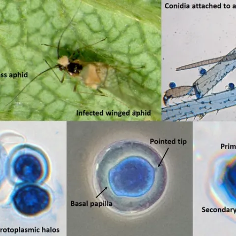 Entomophthora planchoniana in strawberry aphid-Dara