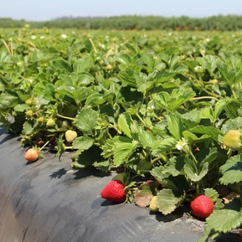 Strawberry field