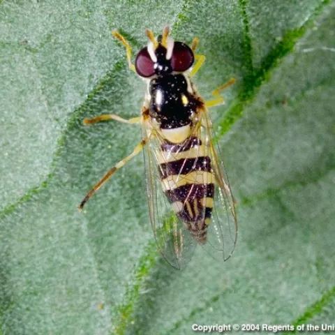syrphid adult