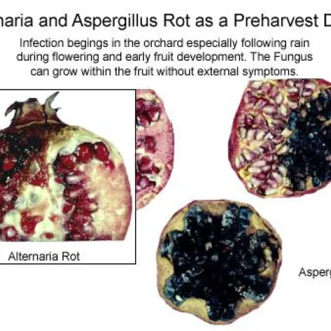 blaCK HEART POMEGRANATE