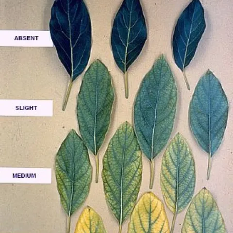 avocado chlorosis