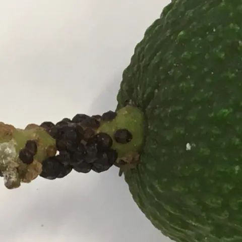 black scale avocado