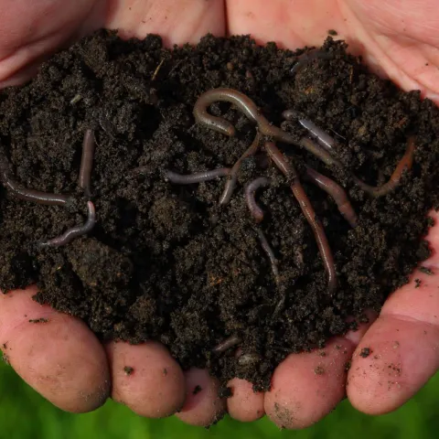 worm-compost-ftr