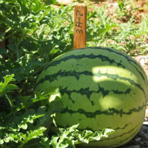 Small watermelon