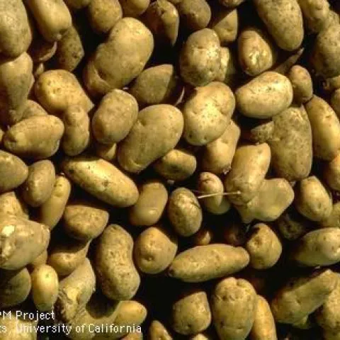 Photo: UC, Jack Kelly Clark