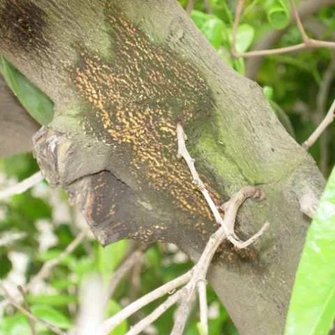 hyphoderma