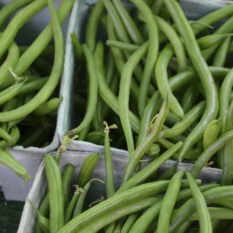 Fresh picked green beans (Photo: UC, Evett Kilmartin)