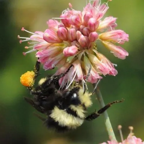 bumblebee on clover