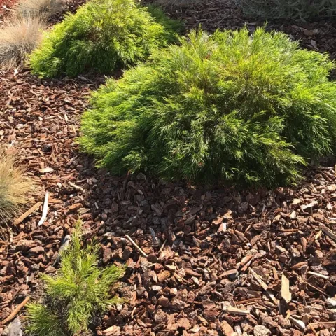 'Cousin Itt' photo by Karen Metz