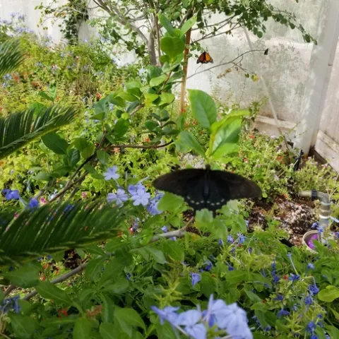 photo by Jenni Dodini