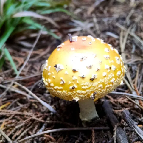 Amanita