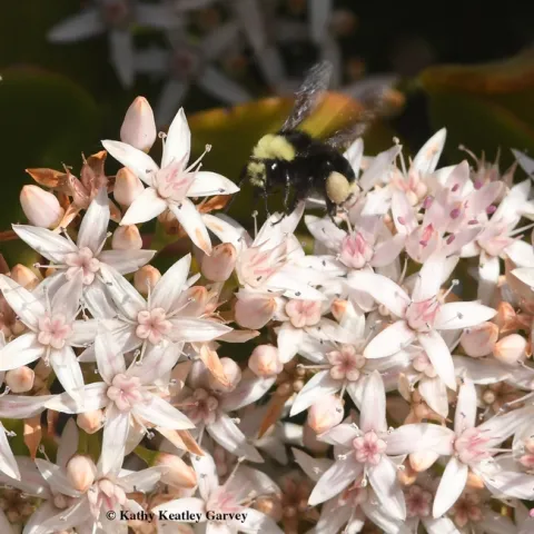 A yellow-faced bumble bee, Bombus vosnesenskii, forages on New Year's Day, 2017, on jade at the Benicia Capitol State Historic Park. (Photo by Kathy Keatley Garvey)