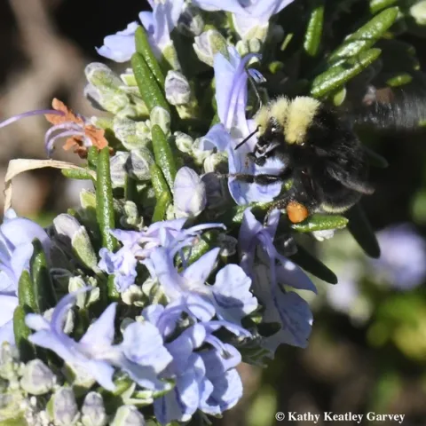 A yellow-faced bumble bees, Bombus vosnesenskii, nectaring on rosemary at the Benicia Marina on New Year's Day, 2018. Note the orange pollen, derived from another floral species, probably California golden poppies. (Photo by Kathy Keatley Garvey)
