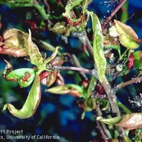 Peach leaves deformed by peach leaf curl. (Photo: Jack Kelly Clark)