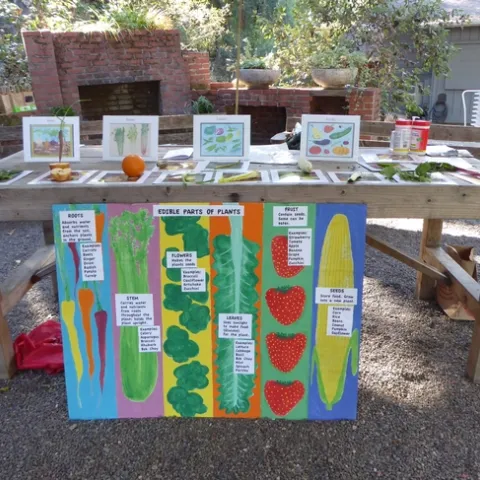 Different edible parts of plants are on display (roots, stems, flowers, leaves and seeds) for students to have hands-on learning in the garden. Photo credit: UC Master Gardener Program Marin County