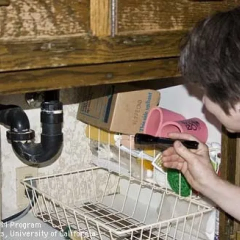 A small flashlight is used to inspect underneath a kitchen sink for ants and ant entry points. (Photo: Cheryl A. Reynolds)