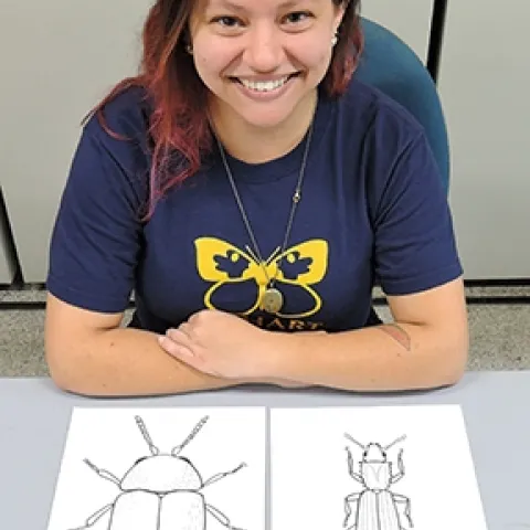 UC Davis undergraduate student Karissa Merrit will be on hand at the Bohart Museum sketching insects. (Photo by Kathy Keatley Garvey)