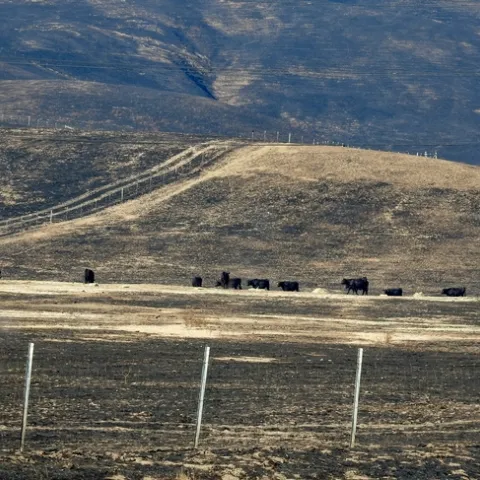 When rangeland burns, ranchers must scramble to feed their cattle. In Ventura County, UC Cooperative Extension stepped in to help after the Thomas Fire. (Photo: Kathy Keatley Garvey)