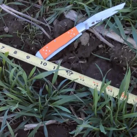 Evaluating Wheat Stand