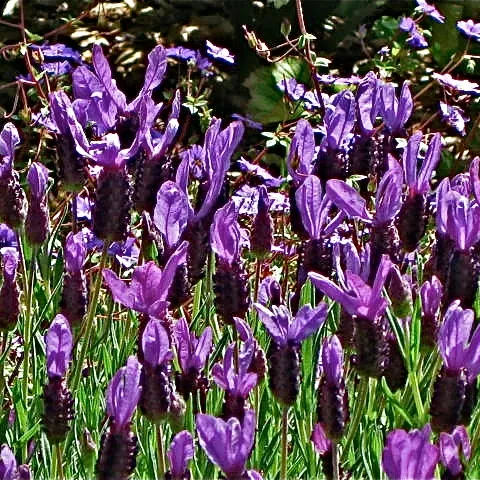 Lavendula blooms
