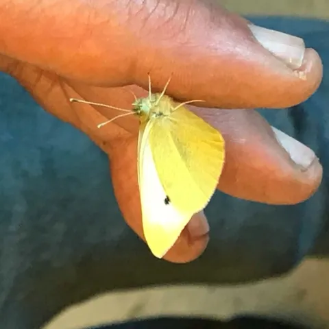 This is the first-collected cabbage white butterfly of the year in the three-county area of Sacramento, Yolo and Solano. It's the winner of the Beer-for-a-Butterfly Contest and the winner is Professor Art Shapiro! (Photo by Sherri Mann of the UC Davis Department of Evolution and Ecology)