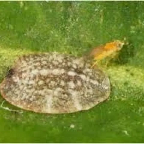 parasitic wasp laying