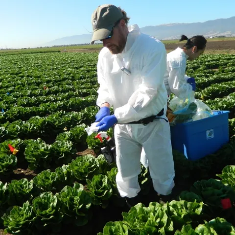 Ronald F. Bond collecting samples in the Salinas Valley. (Photo: M. L. Partyka)