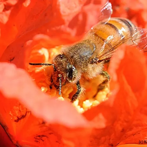 A honey bee pollinating a pomegranate blossom in Vacaville, Calif. (Photo by Kathy Keatley Garvey)