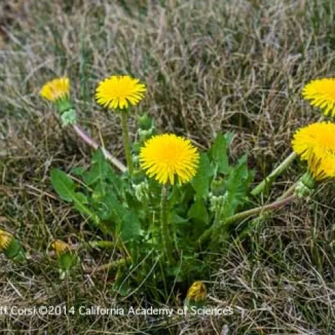 Flowering dandelion. (Photo: Gerald and Buff Corsi)