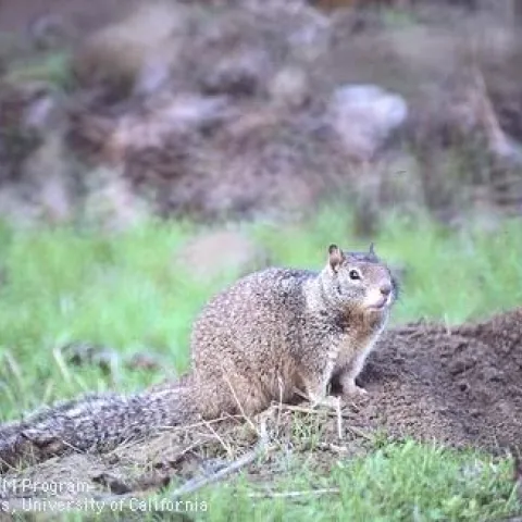 Adult ground squirrel. (Credit: Jack Kelly Clark)