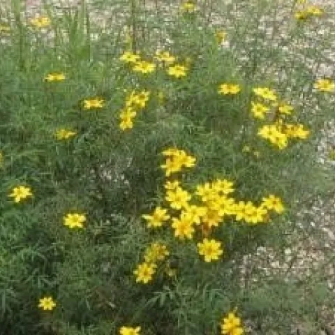 Mexican Marigold